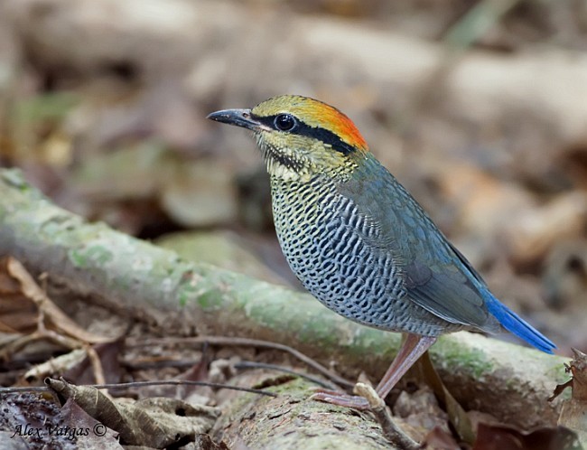 pita azurová - ML379690471