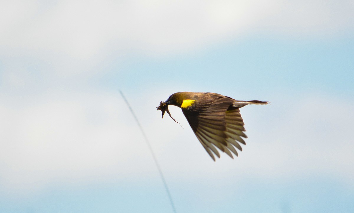 Brown-and-yellow Marshbird - João Gava Just