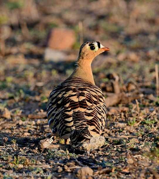 Painted Sandgrouse - ML379690691