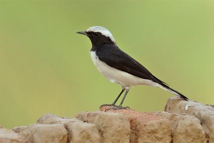 Pied Wheatear - ML379690701