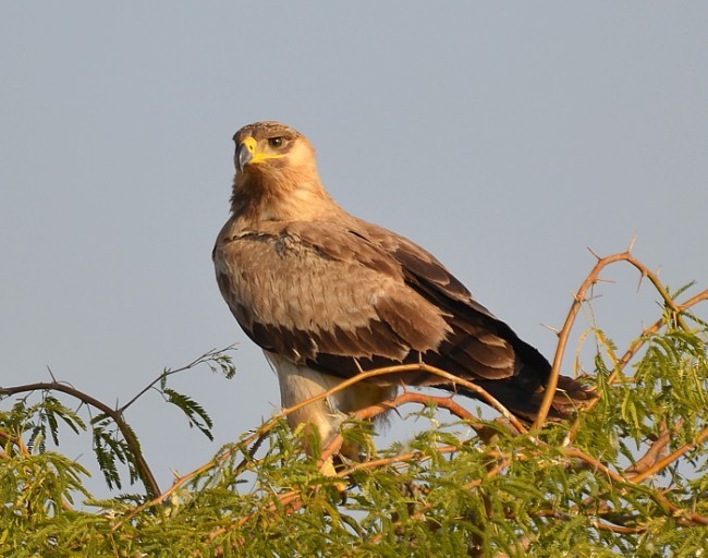 Aquila rapace - ML379690751