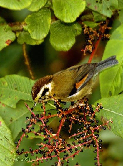 Rufous-winged Fulvetta - ML379690861