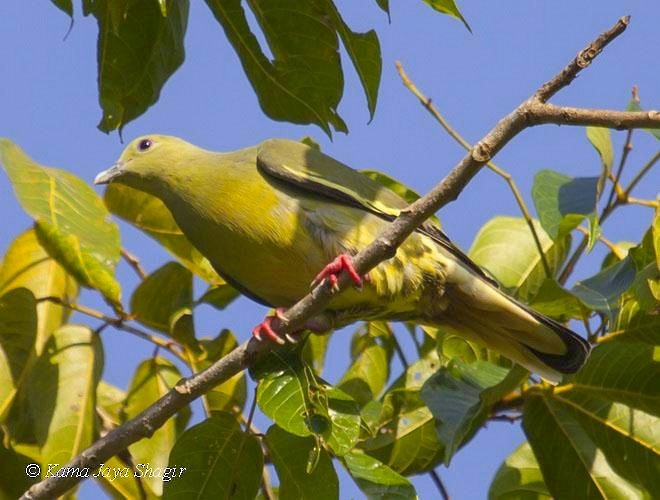 Pink-necked Green-Pigeon - ML379690891