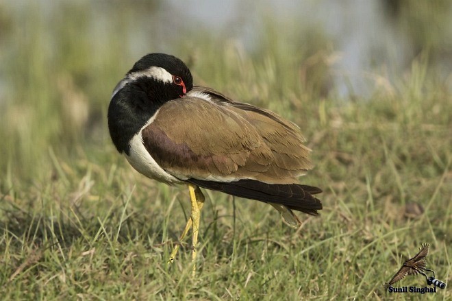 Red-wattled Lapwing - ML379690901