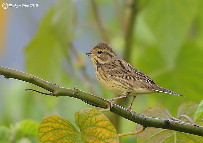 Black-faced Bunting - ML379691041