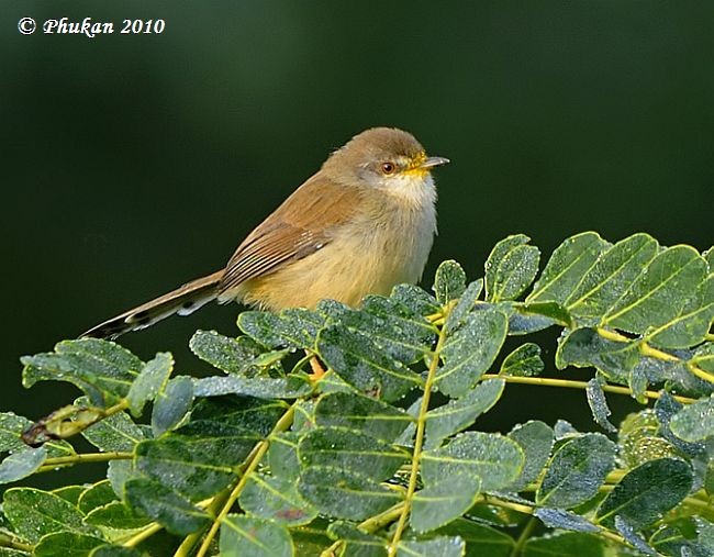 Gray-breasted Prinia - ML379691051