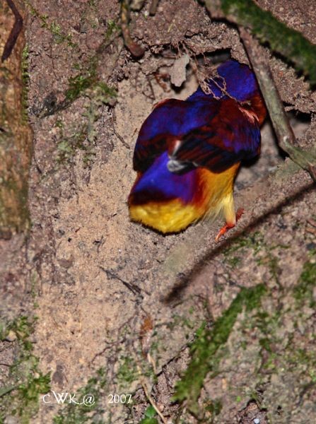 Black-backed Dwarf-Kingfisher - ML379691371