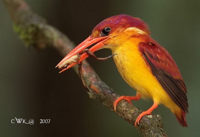 Black-backed Dwarf-Kingfisher - ML379691461