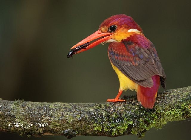 Black-backed Dwarf-Kingfisher - ML379691481