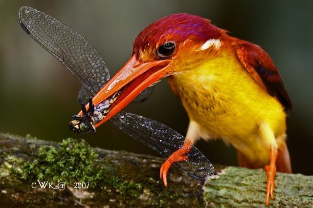 Black-backed Dwarf-Kingfisher - ML379691491