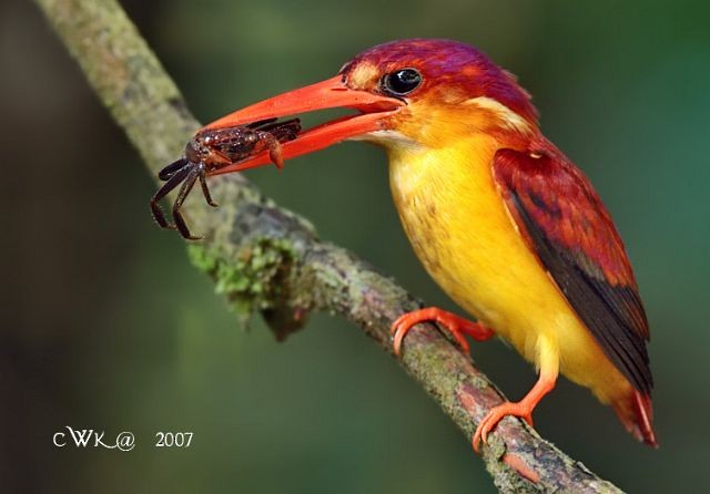 Black-backed Dwarf-Kingfisher - ML379691501