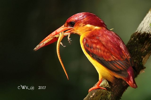 Black-backed Dwarf-Kingfisher - ML379691521