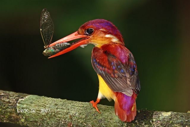 Black-backed Dwarf-Kingfisher - ML379691531