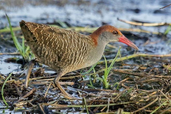 Slaty-breasted Rail - ML379691761