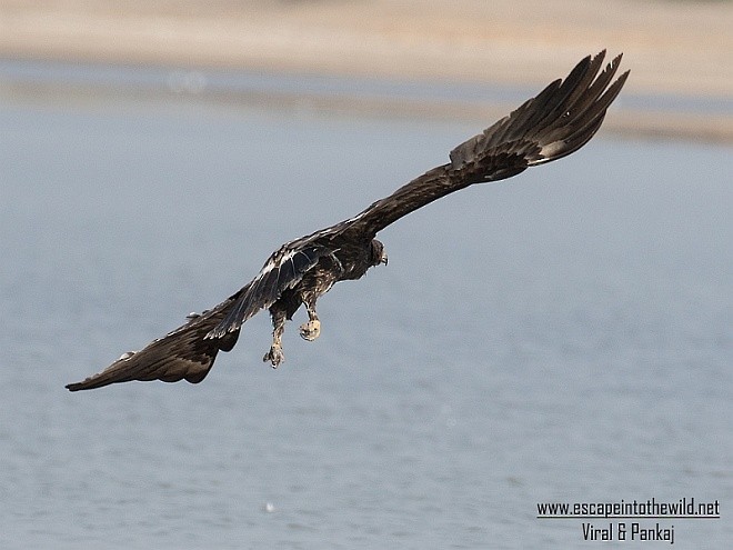 Greater Spotted Eagle - ML379692631