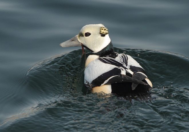 Steller's Eider - ML379692811