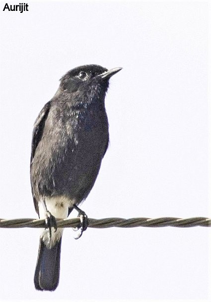 Pied Bushchat - ML379693161