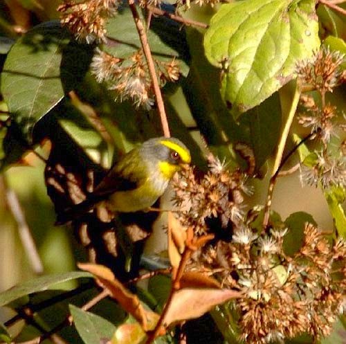 Black-faced Warbler - ML379693311