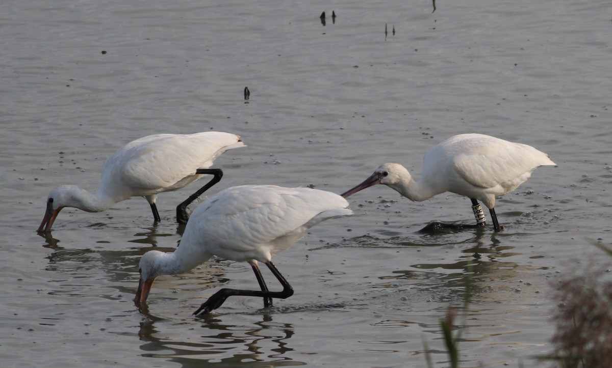 Eurasian Spoonbill - ML379693541