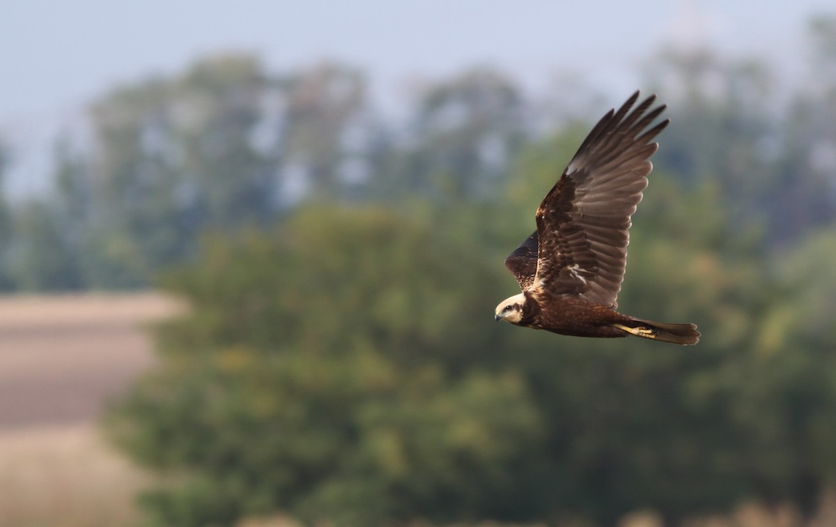 Western Marsh Harrier - Mészáros József