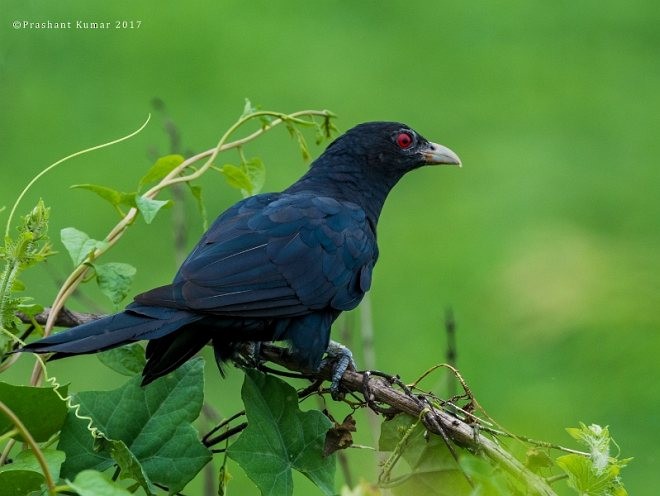 Asian Koel - ML379693651