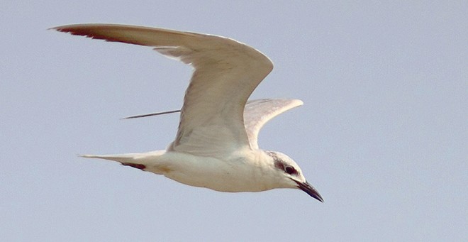 Gull-billed Tern - prosenjit singhadeo