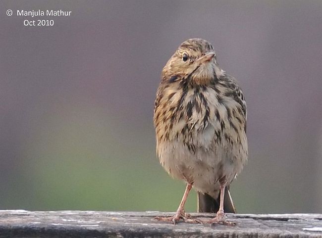 Tree Pipit - ML379693961