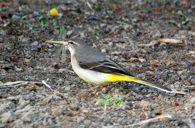 Ballerina gialla - ML379694121