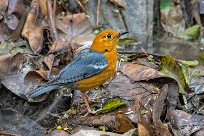 Orange-headed Thrush (Orange-headed) - ML379694181