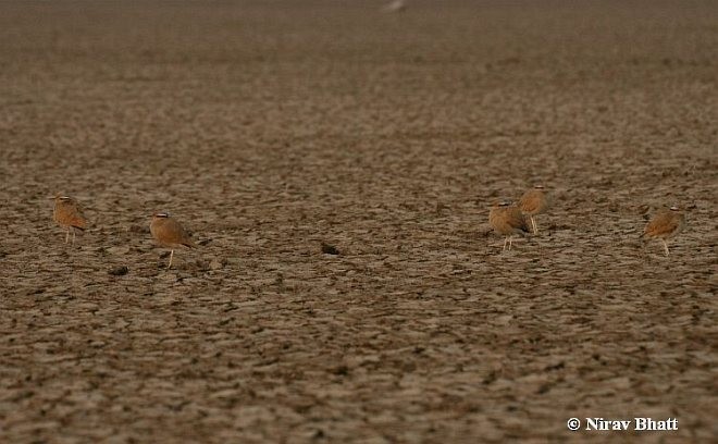 Cream-colored Courser - ML379694521