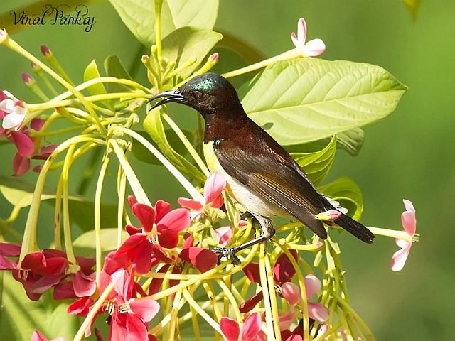 Purple-rumped Sunbird - Pankaj Maheria