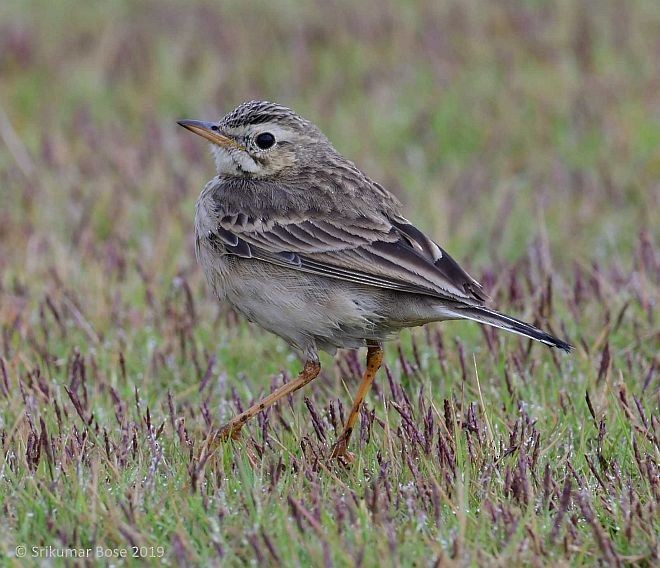 Paddyfield Pipit - ML379694791