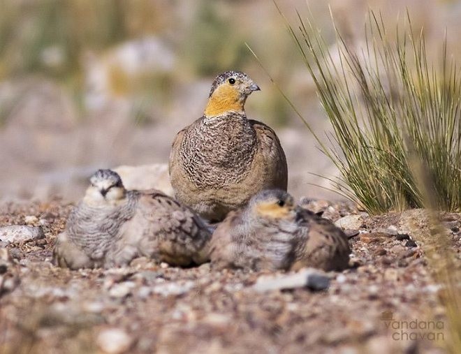 Tibetan Sandgrouse - ML379694841