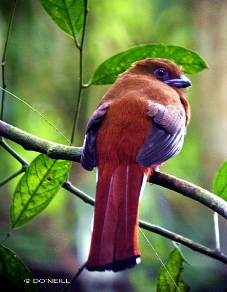 Red-headed Trogon - Daisy O'Neill