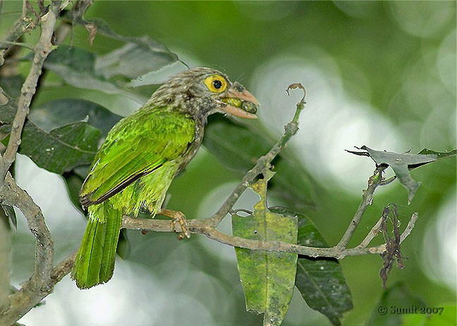 Kırçıllı Barbet - ML379695231