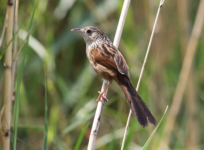 Chinese Grassbird - ML379695281