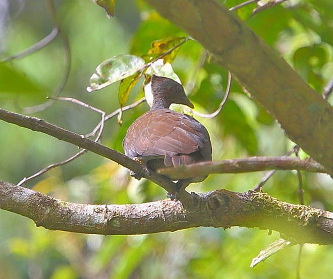 Molukken-Großfußhuhn (forsteni/buruensis) - ML379695551