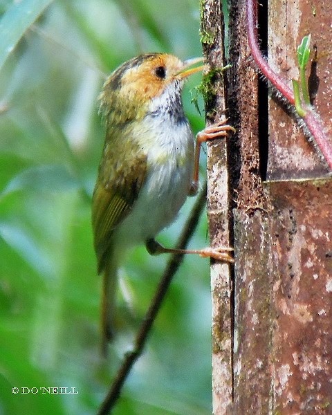 Rufous-faced Warbler - ML379695841