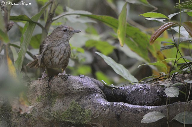 Abbott's Babbler - ML379695941