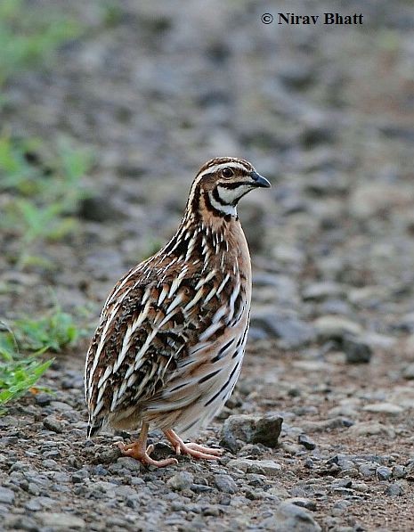 Rain Quail - ML379695971
