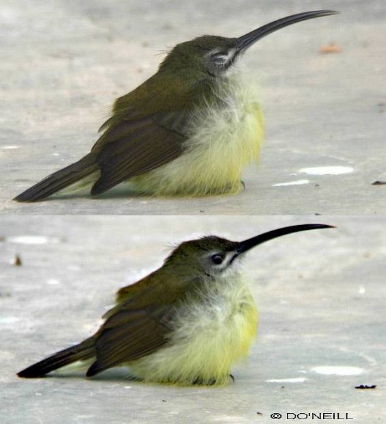 Little Spiderhunter - ML379695991