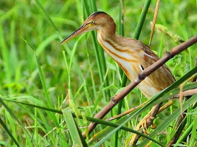 Yellow Bittern - ML379696281