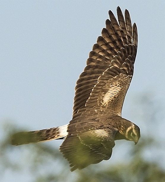 Pallid Harrier - ML379696291