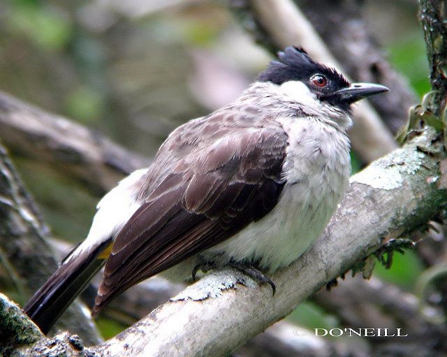 Sooty-headed Bulbul - ML379696371