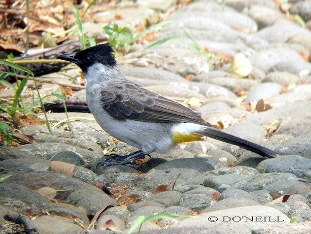 Sooty-headed Bulbul - ML379696381