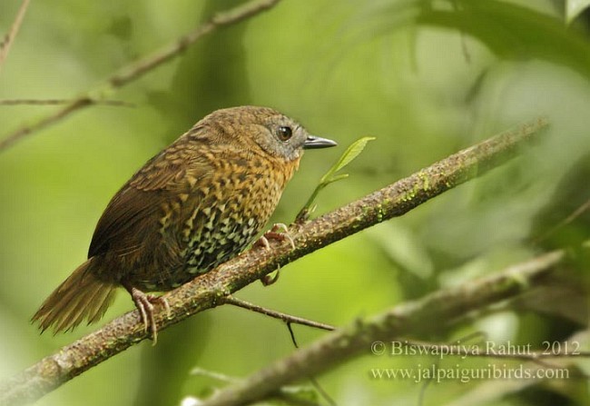 ムネアカサザイチメドリ - ML379696451