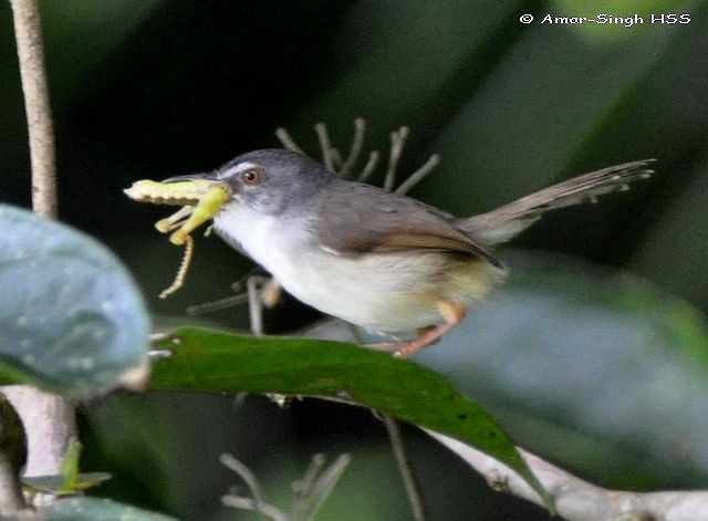 Rufescent Prinia - Amar-Singh HSS