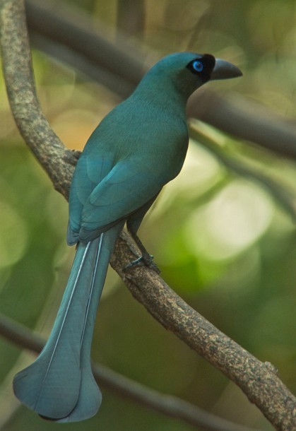 Racket-tailed Treepie - ML379696531