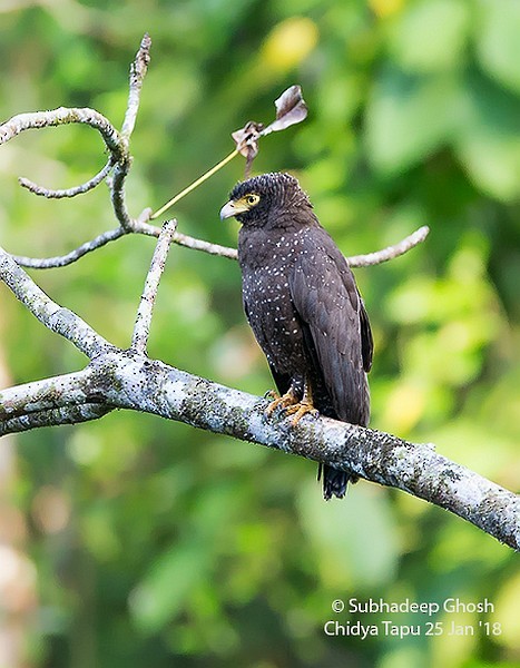 Andaman Serpent-Eagle - ML379696551