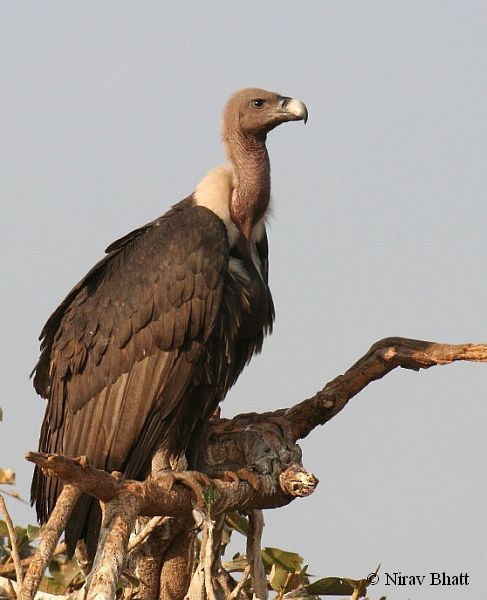 White-rumped Vulture - ML379696821